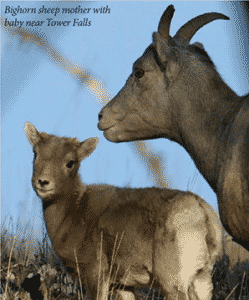 bighorn sheep yellowstone 1