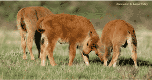 bison calves yellowstone 1